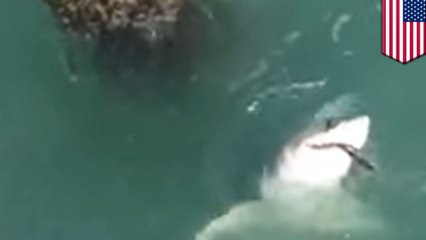 Cali fisherman hooks Great White Shark