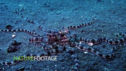 Experience Stunning Clarity with Ultra HD 4K Video Clips 🎥