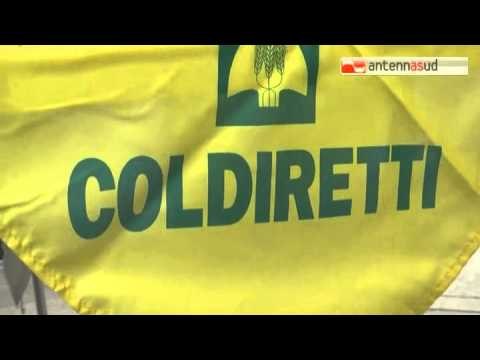 Tg Antenna Sud - Coldiretti, una mozzarella su quattro è fatta con cagliata