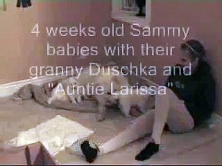 Cute 4 Week Old Boxer Puppies Playing with Baby _ by latest videos