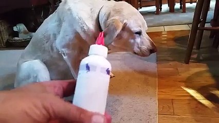 Deve prendere la medicina, ma a lui proprio non va....