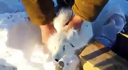 [VIDEO] Siberia: la volpe in trappola si finge morta e infinocchia i cacciatori