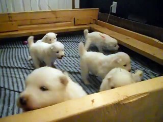 Funny Chihuahua Videos __ So hungry  by latest videos