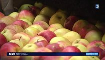 Météo : les producteurs de fruits et légumes soulagés