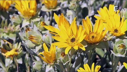 Dans le nid du busard