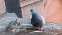 Yavru Güvercini Martıya Yem Eden Kişiye Tepki Yağıyor