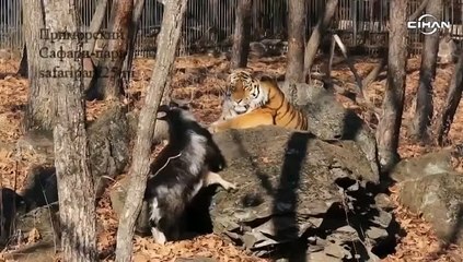 Teke Timur, dostu Kaplan Amur’dan ilk pençeyi yedi