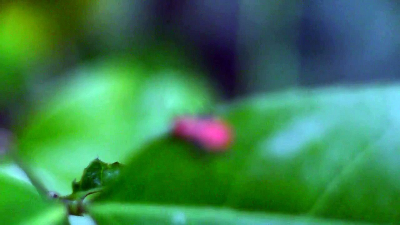 Red bug