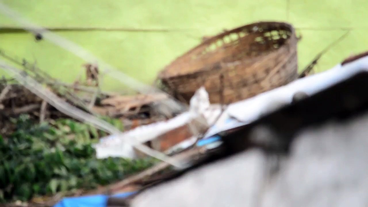 Crazy Cat
