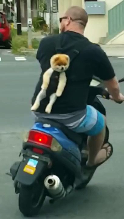 Puppy backpack