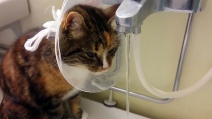 Thirsty Cat Puts Cone of Shame to Brilliant Use