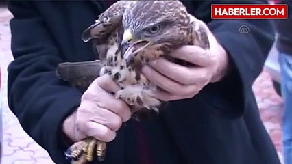 Yaralı Bulunan Atmaca Tedavi Altına Alındı