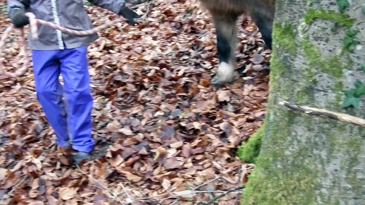 travail ethologique en extérieur séance pour les plus jeunes