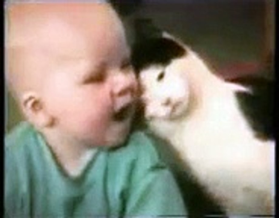 Funny Cats make funnn