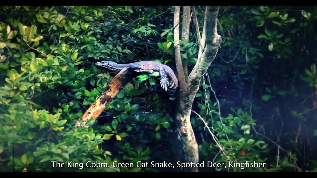 Teletalk TVC Sundarban Official Video HD 720p (blog.Abir-Group.Net)