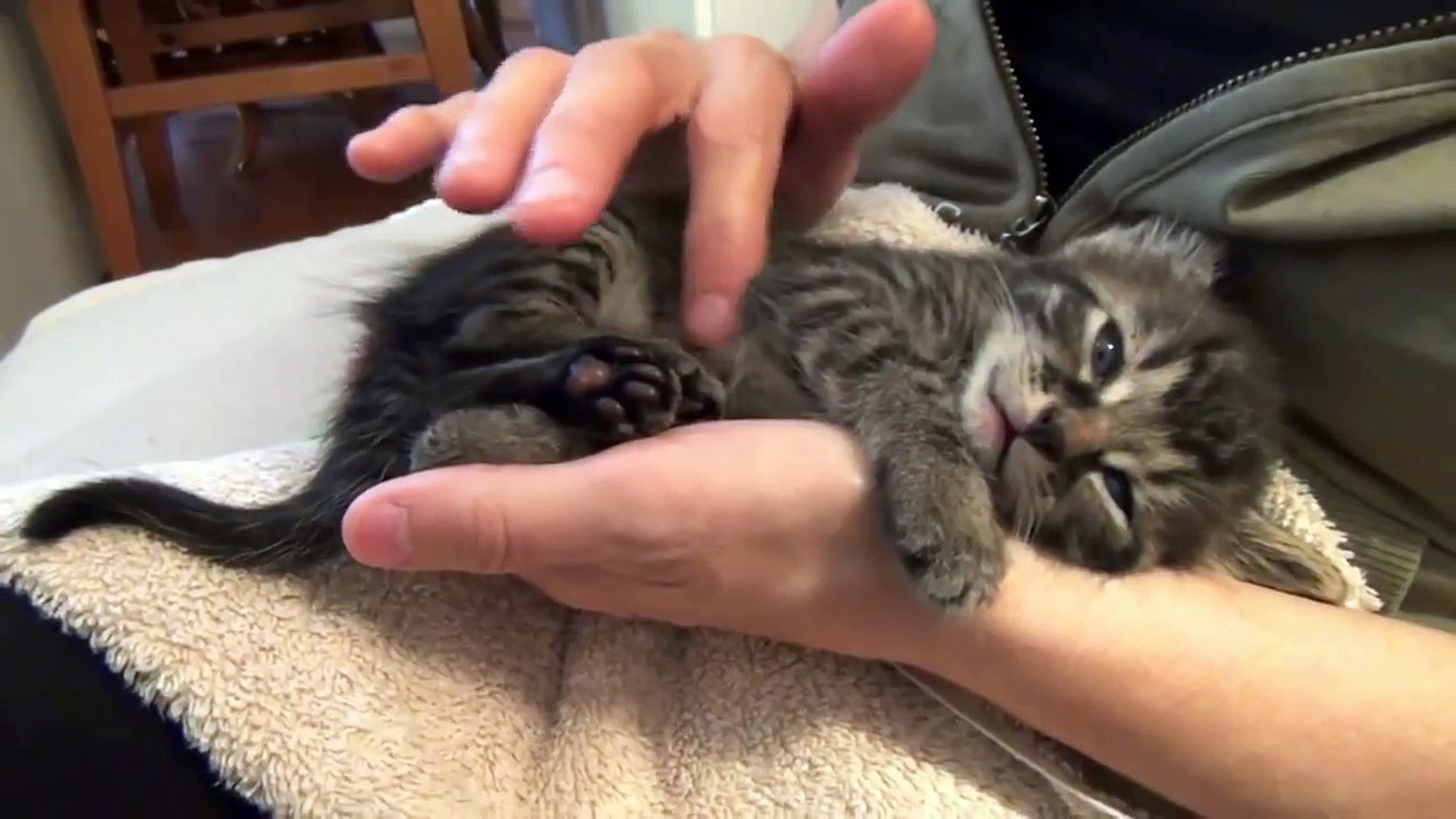 ⁣Funny Cats Funny Cat Videos Funny Cats Complation Cute Cat 2015