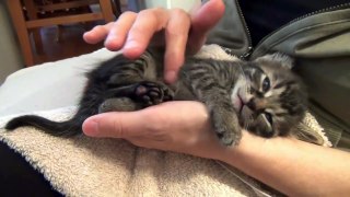 Funny Cats Funny Cat Videos Funny Cats Complation Cute Cat 2015