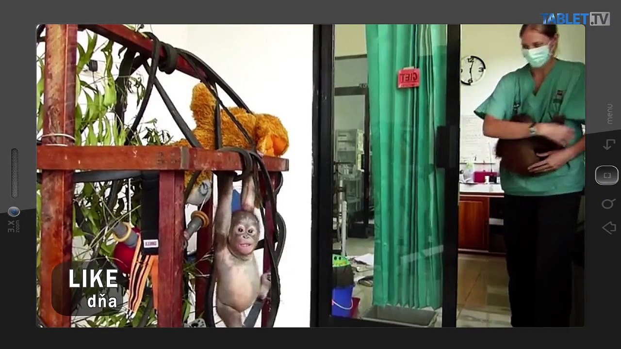 LIKE DŇA: Láska malých orangutanov