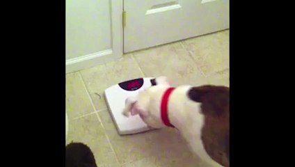Dog Barks at Weight on a Scale