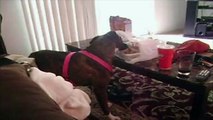 Dog Tries to Eat Owner's Lunch - Funny Animals Channel