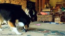 Dogs Adopts and Protects Abandoned Kittens - Funny Animals Channel