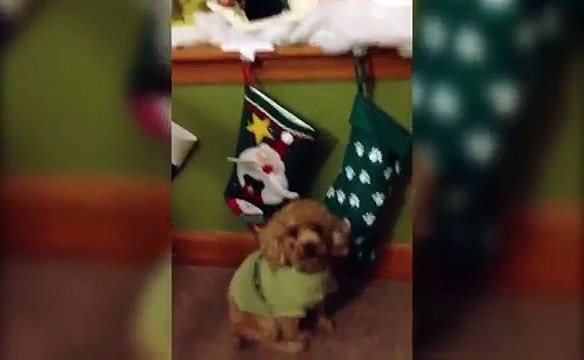 Берегите свои чулки! Новогодние приколы с животными!