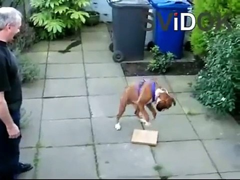 Самые смешные собаки. Подборка моментов