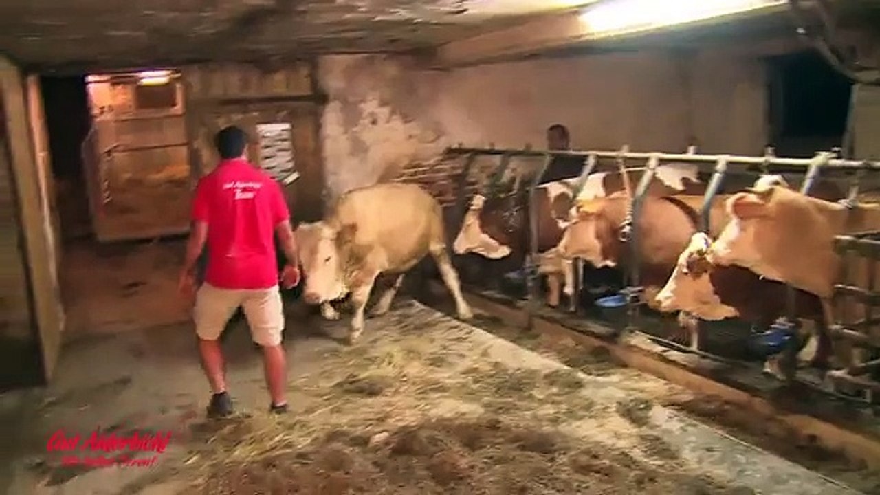 ثور يرقص من شدة الفرح بعد خروجه من الحظيرة