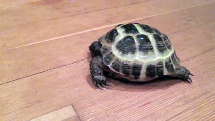 Ce gars est tellement content que sa tortue fasse son premier pas