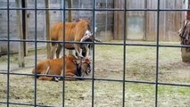 Kudu Picks Ear with Friend's Antler and Eats It - Funny Animals Channel