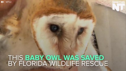 This Baby Owl Was Rescued By A Good Samaritan