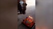 Un chien souffle ses bougies d'anniversaire