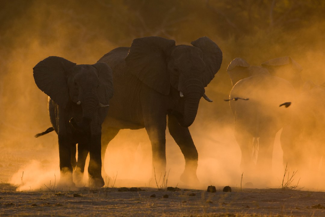 Sand Art  Wild Animals in Africa Castilloby Joe