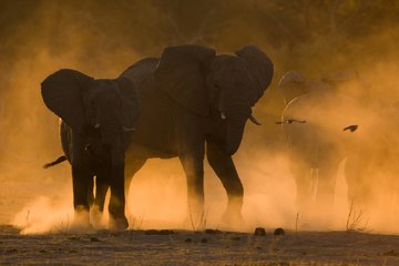 Sand Art  Wild Animals in Africa Castilloby Joe