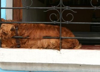 Üniversite Öğrencisinin Vahşetini Komşuları Görüntüledi