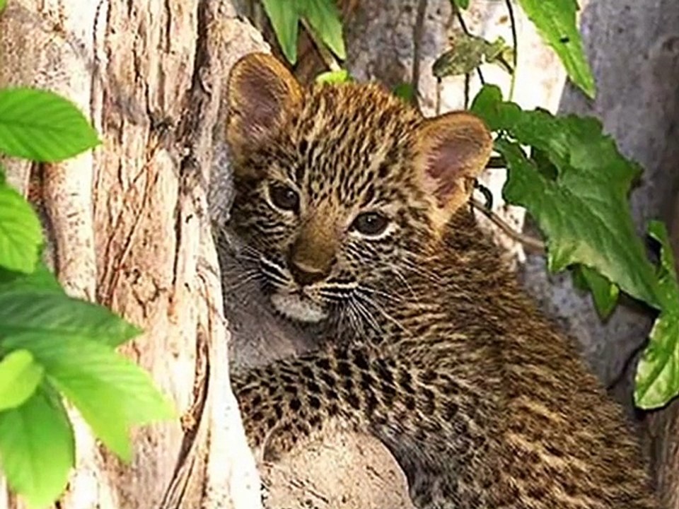 Saving Earth's Wildlife