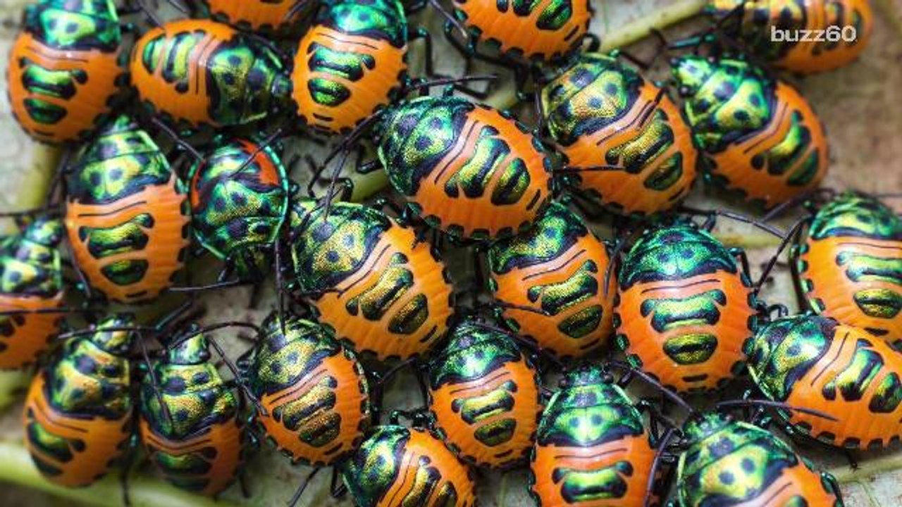 579 insect species are crawling around your house right now