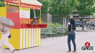 Dog Sells Hot Dogs