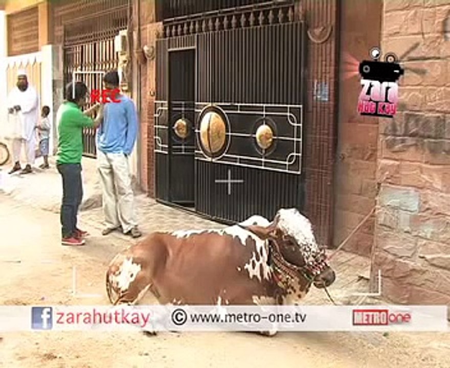 ---ZARA HUT KAY-2013-PARTITION very funny cow