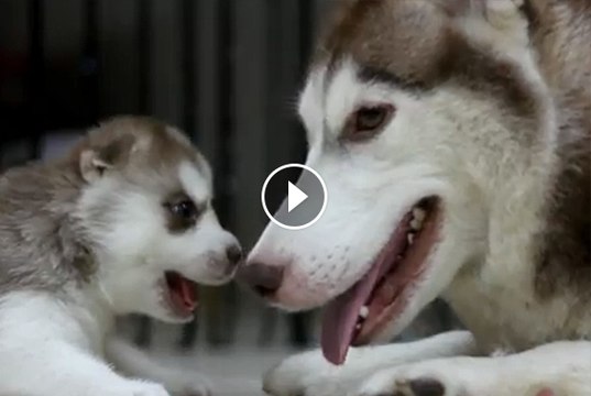 Husky Mama Teaches Her Adorable Pups How Much Fun They Could Be Having