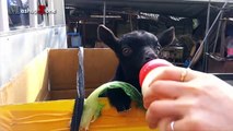 Cute Baby Goats - A Cute And Funny Baby Goats Compilation