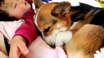Babies and Animals Sleeping Together Compilation 2014