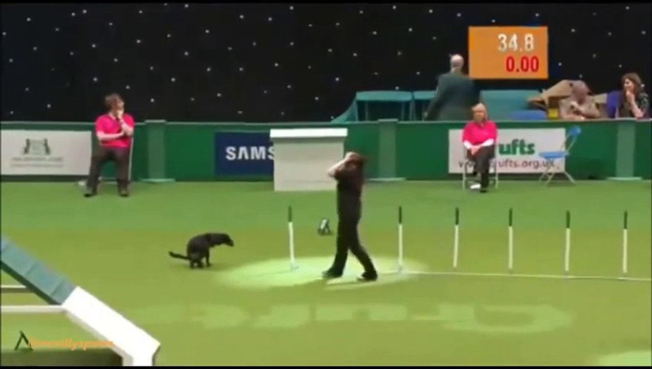 FUNNY DOG FAILS