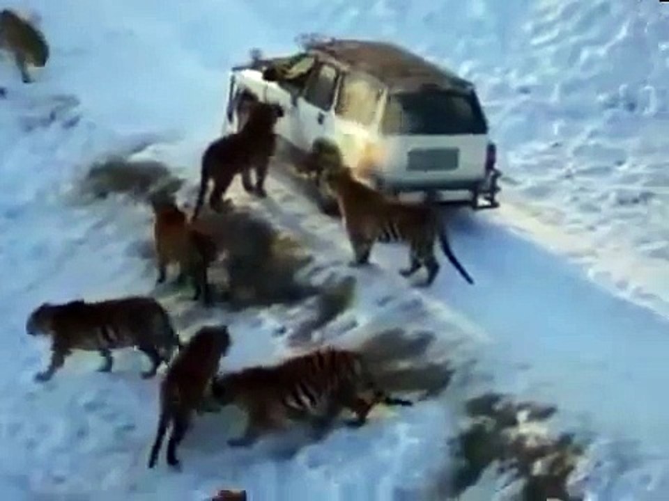 A man in the car vs tiger