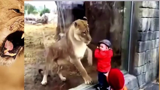 ANIMAL ATTACK - Lion attack human - video Dailymotion