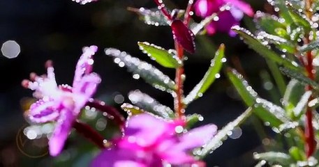 Land of Gaints DEOSAI