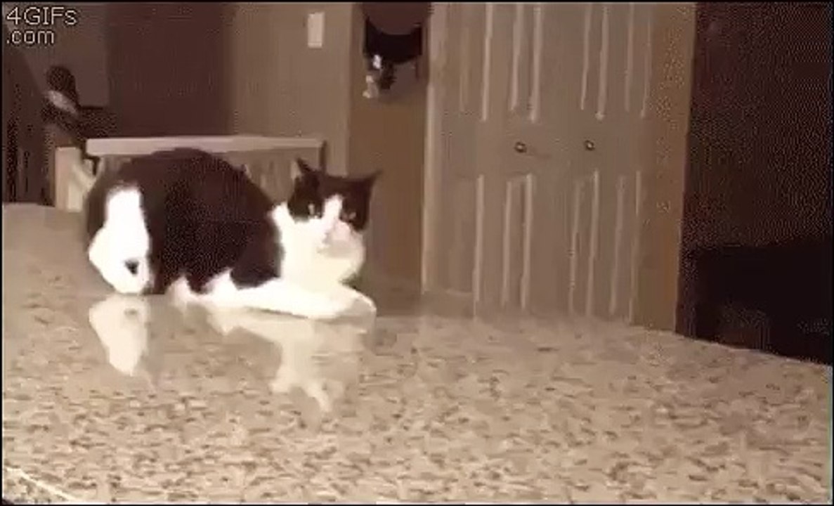 Хозяин, с вискасом что то не так...