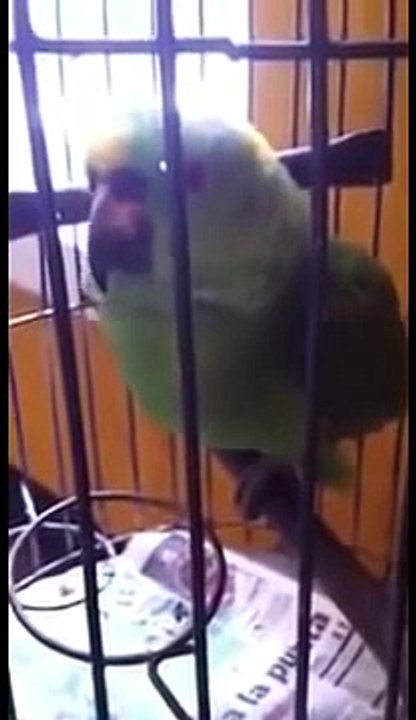 Amazing  parrot while crying