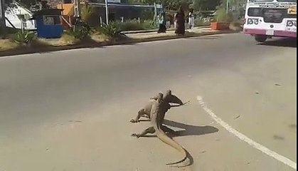 Deux varans se disputent dans la rue