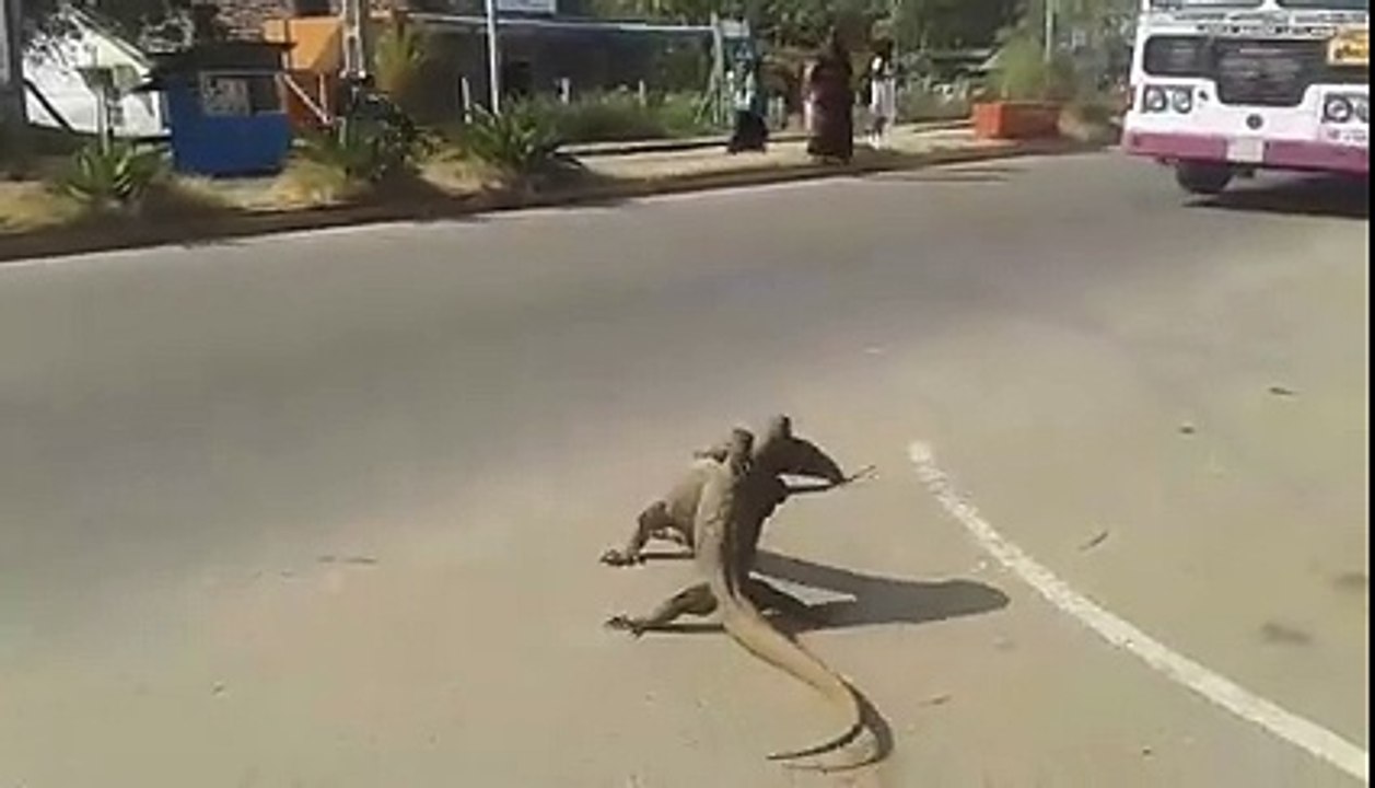 Deux varans se disputent dans la rue